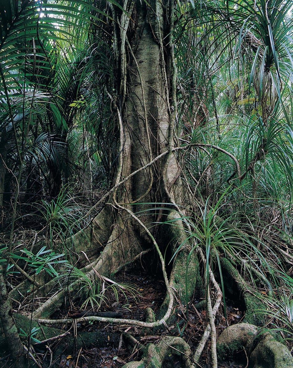 The acquired land is dense with rainforest and offers remote camping opportunities. Photo: Craig Potton Publishing