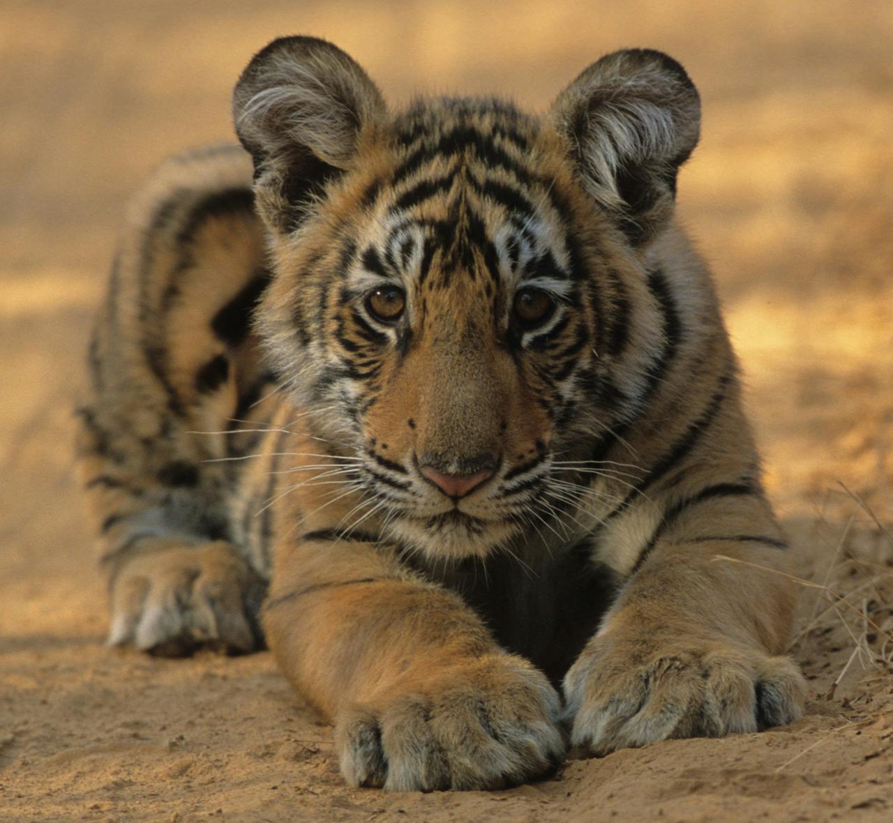 Broken Tail