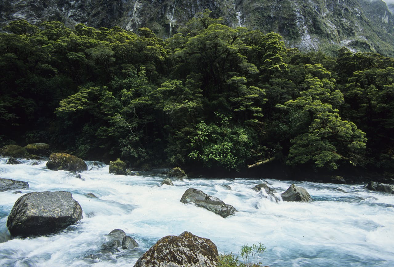 Hollyford River