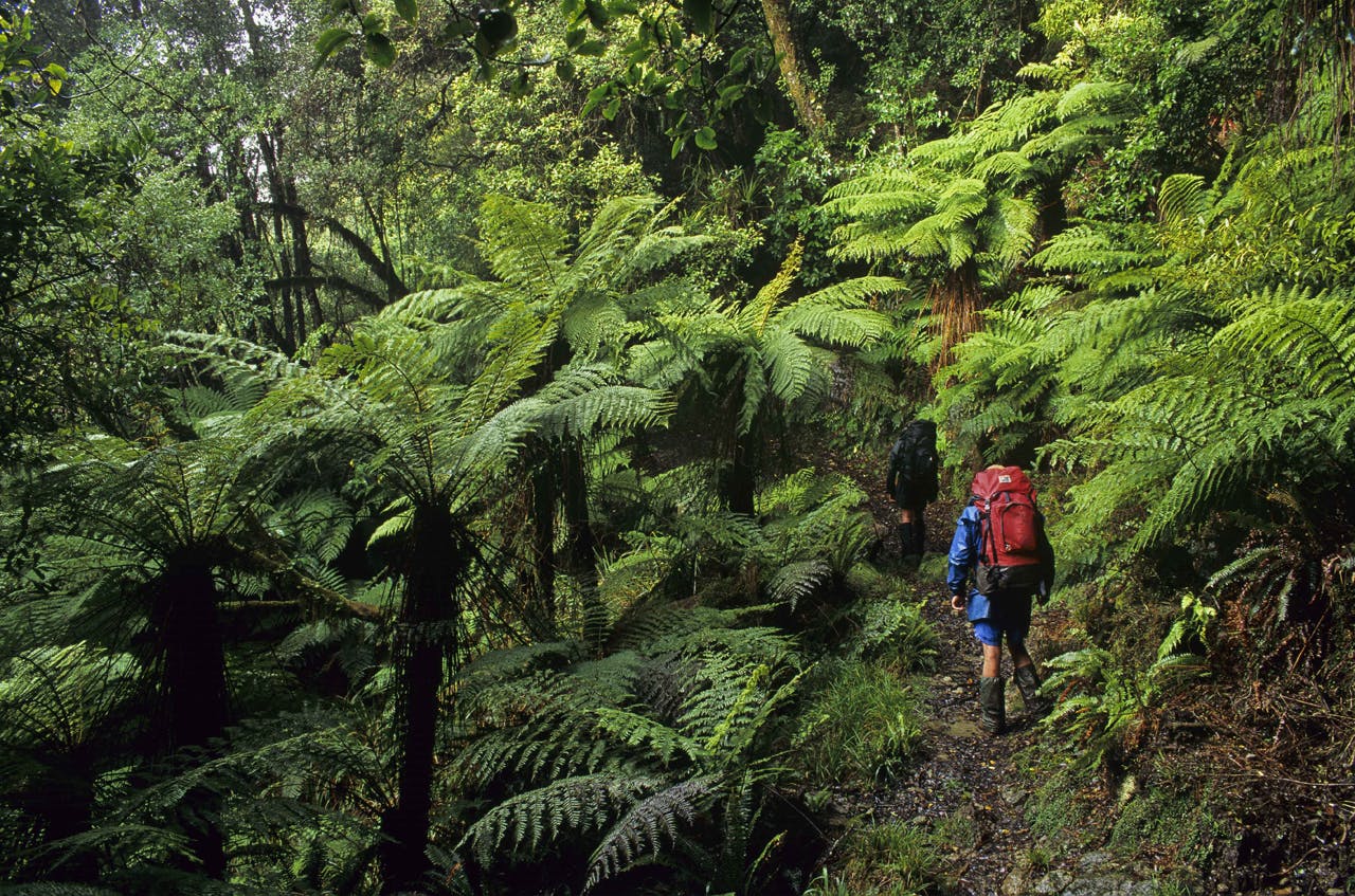 : Matemateaonga Track is often referred to as the milford track of the North Island. Photo: Shaun Barnett