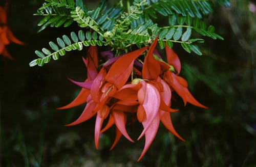 The curved red flowers of kakabeak