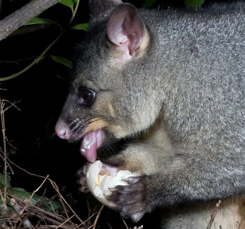Possum feeding on a bird's egg