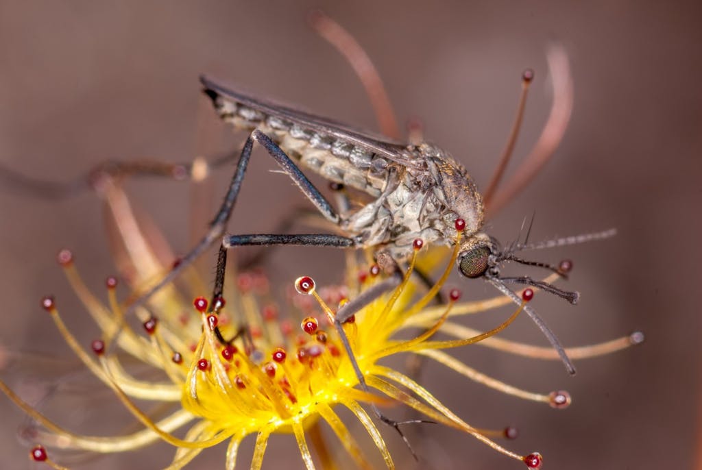 Drosera auriculata.Mosquito.Art Polkanov