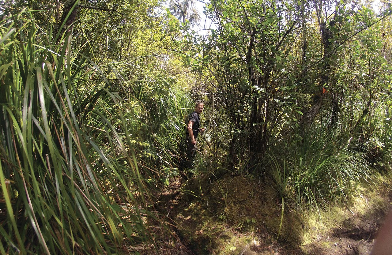 Goodbye track, yellow bush bash. Photo: Alistair Hall