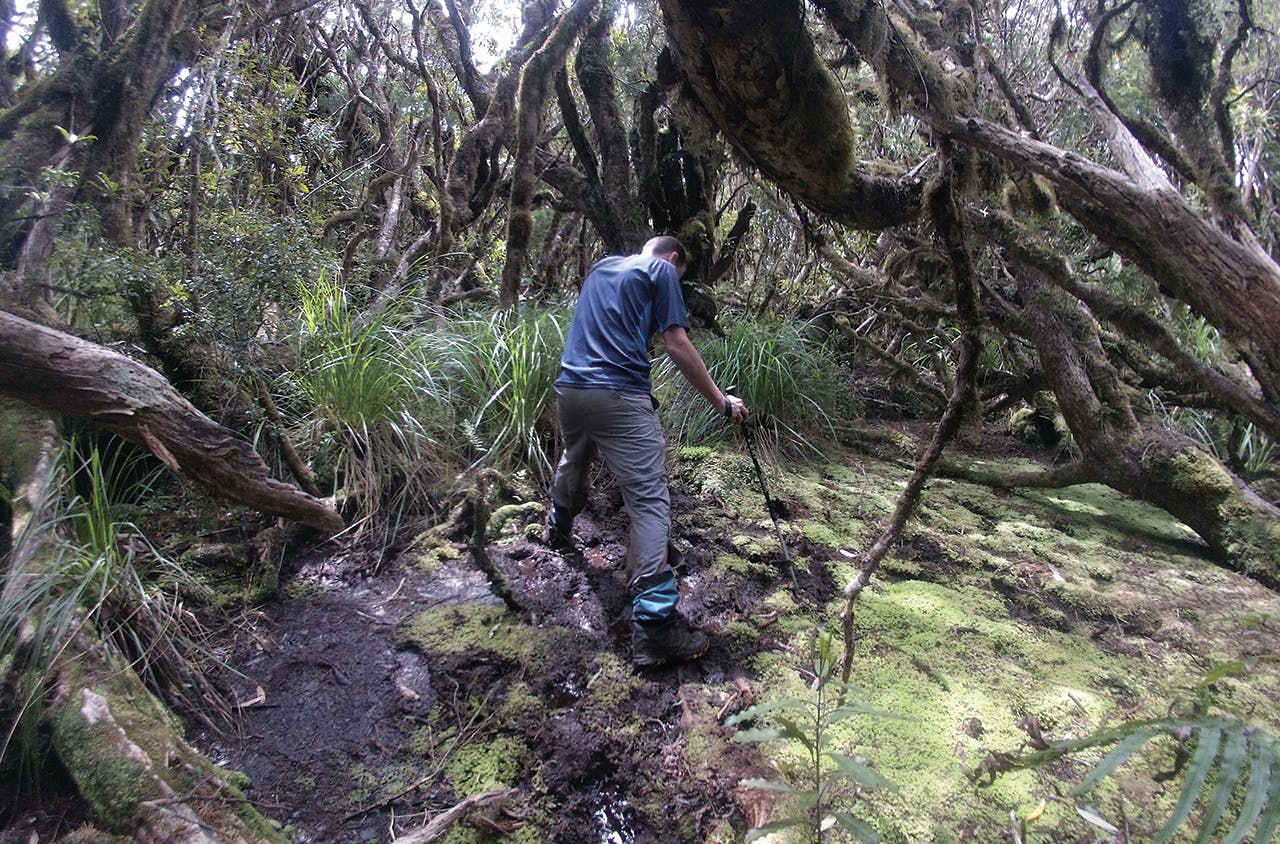 Am I stuck? Navigating the the bog on Table Mountain. Photo: Matthew Pike 