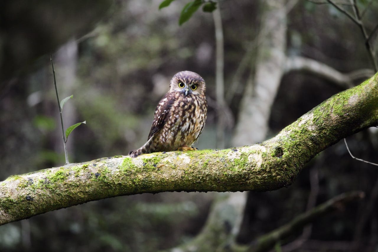 A sleepy morepork delights walkers in the dark forest of Ngaroma Station. Photo: Ray Salisbury
