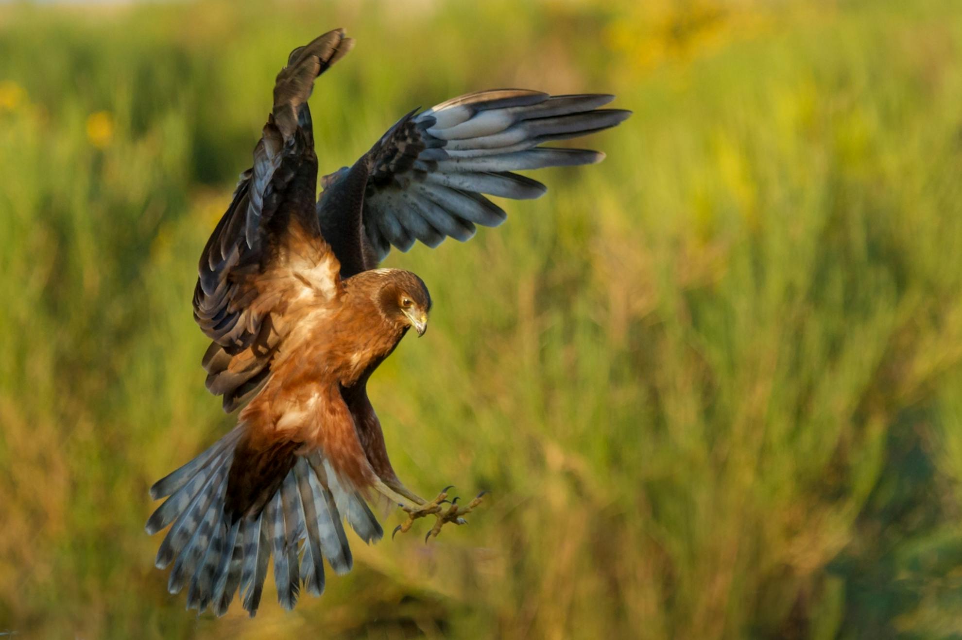 Bird spotting: The harrier hawk - Wilderness Magazine