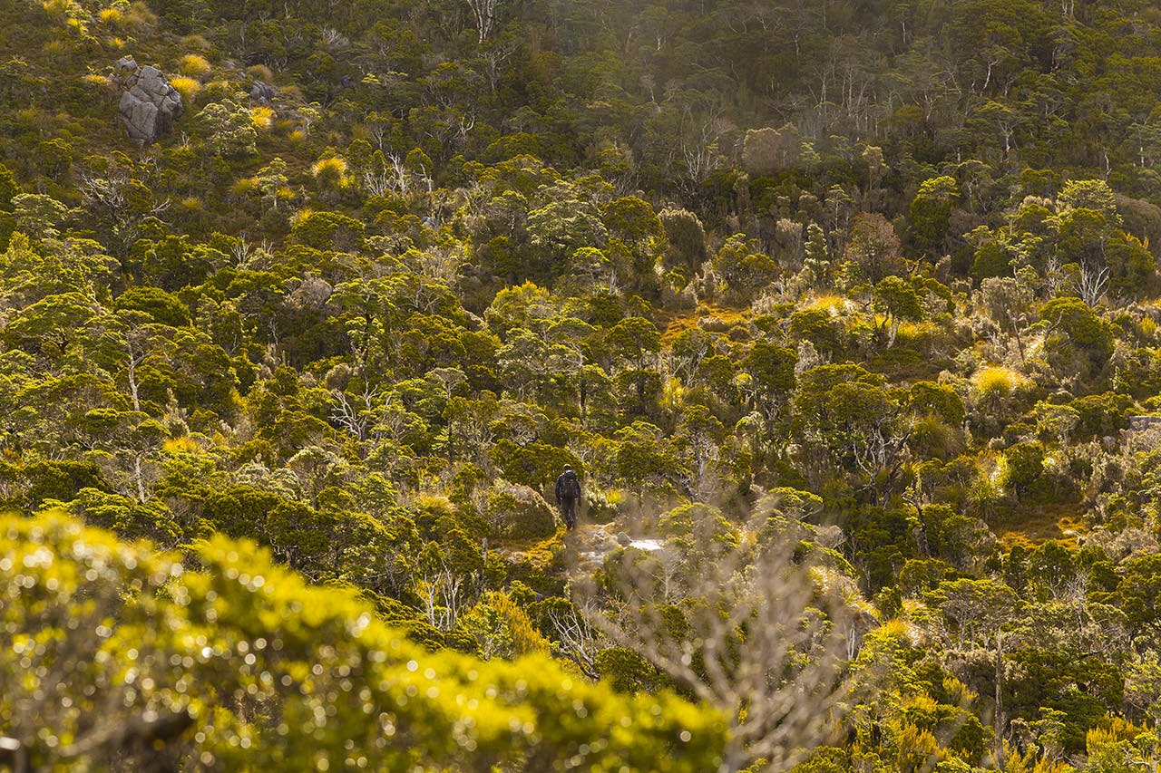 Tom picks his way through patchy scrub. Photo: Jason Blair