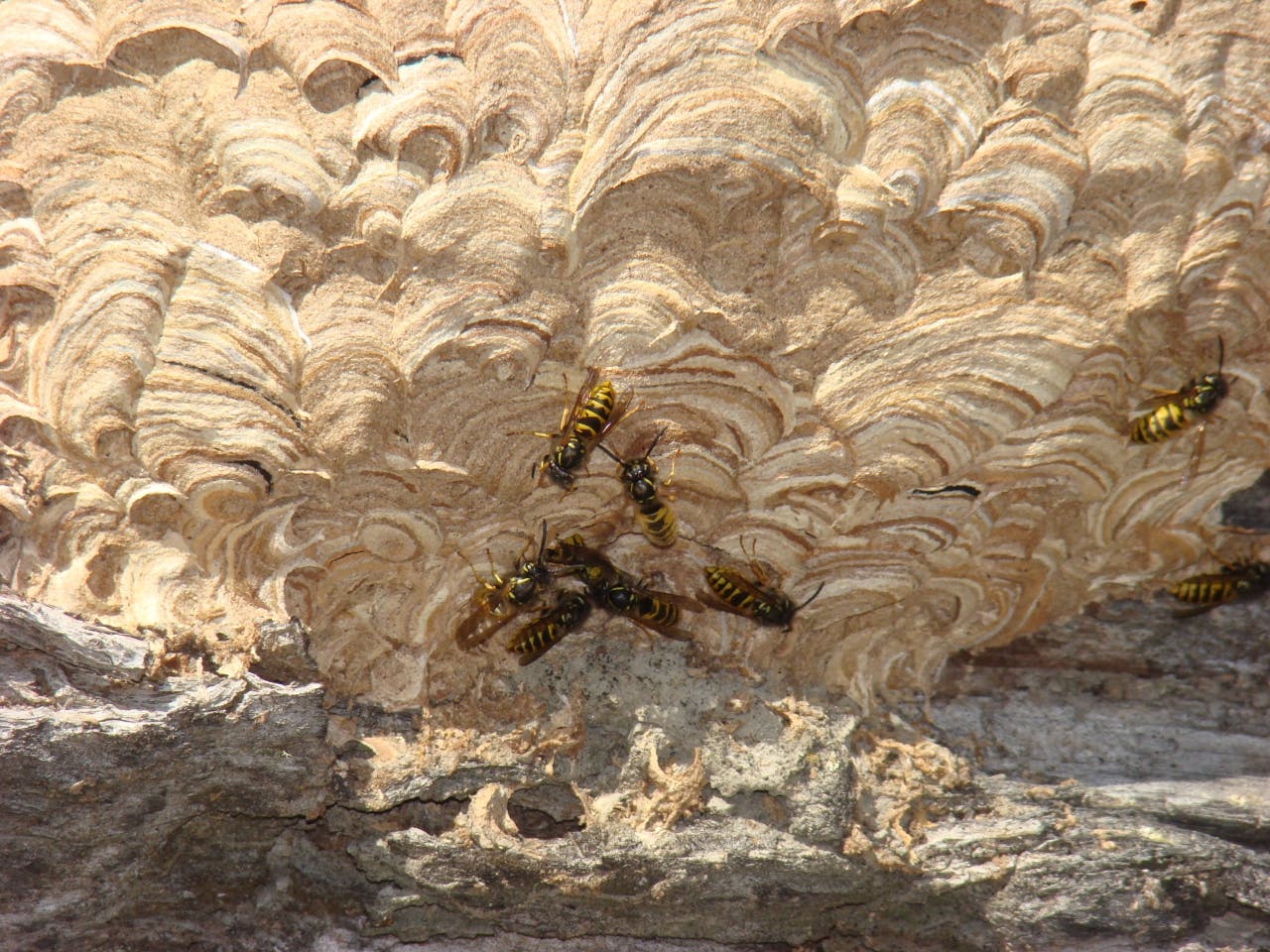 A wasps nest in Nelson Lakes NP