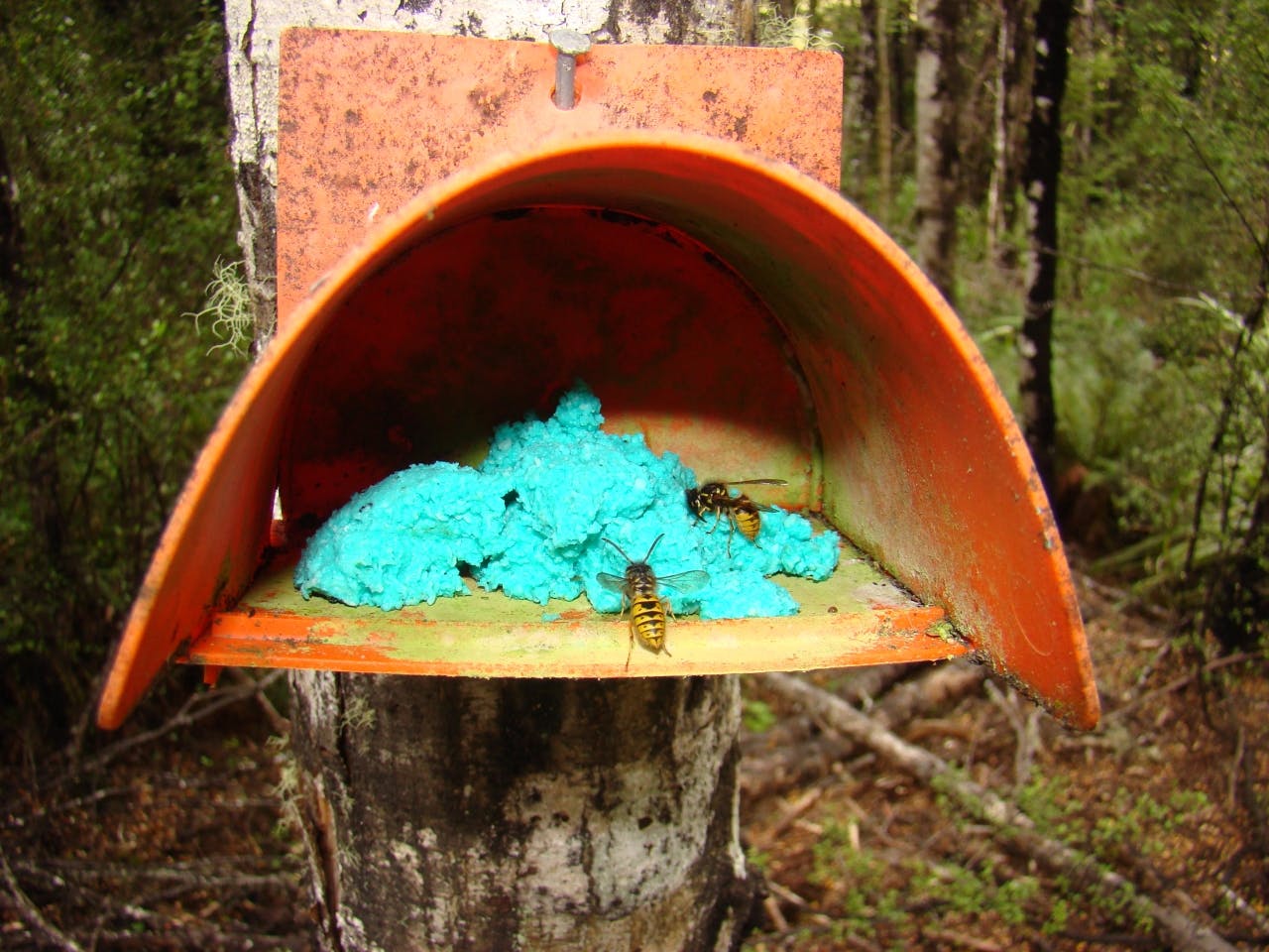 Wasps collect bait to take back to their nests in Nelson Lakes NP
