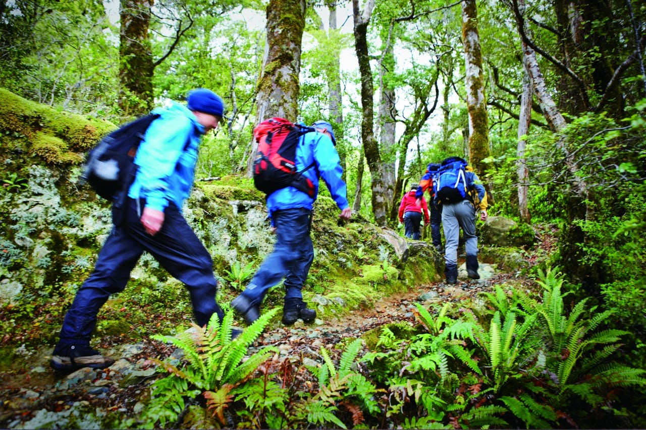 Hiking Little Homer Saddle - at 142m the high point on the track. PHOTO: Paul Rush