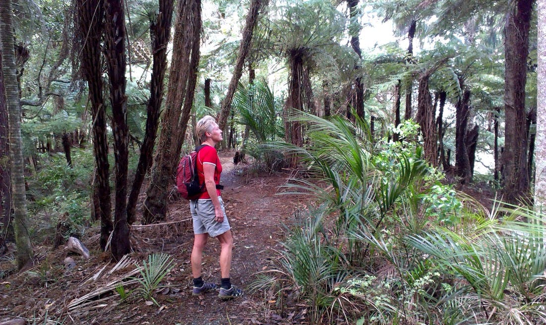 Puhoi Track, Rodney District - Hiking & Tramping In Nz - Wilderness 