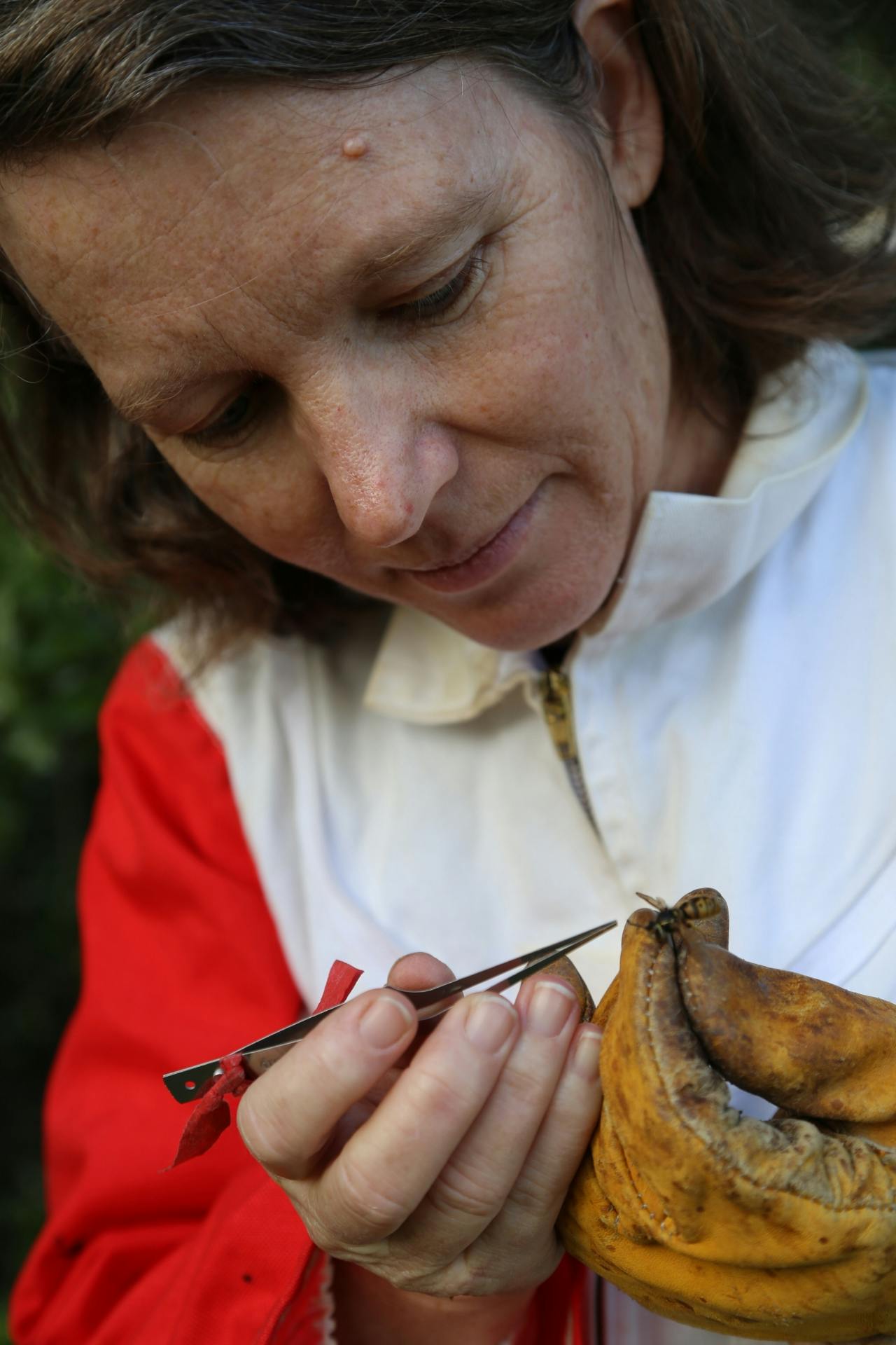 Wasp expert Jacqueline Beggs argues that wasps have a greater impact than rats and sloats in some forests.