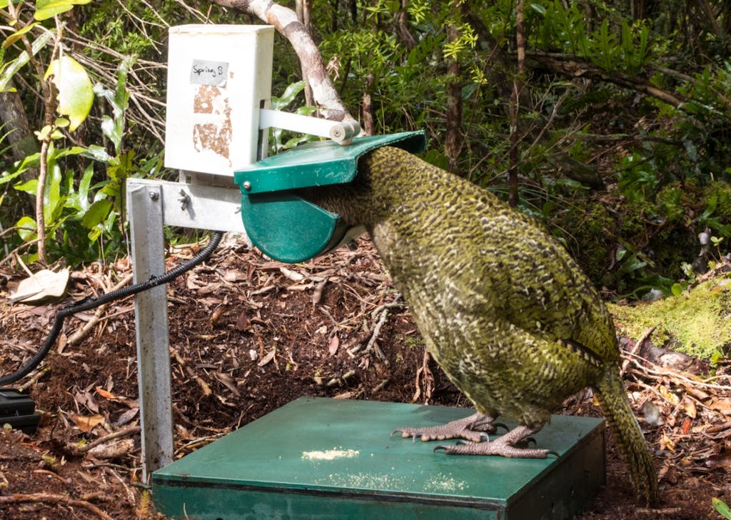 Technology like weighing scales at feeding stations is helping scientists monitor kakapo remotely. Photo: Supplied 