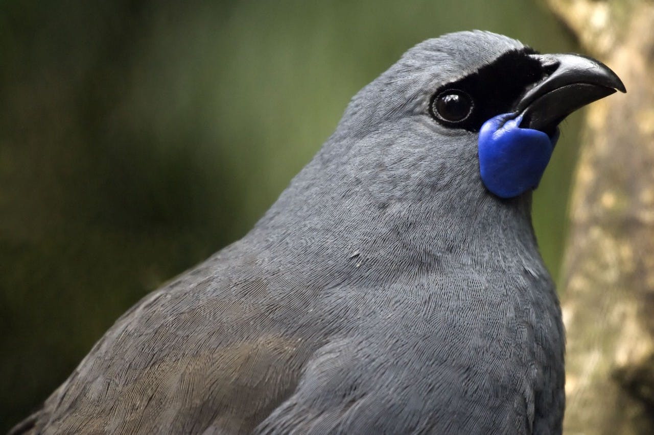 Kohukohunui - kokako by Matt Binns CC Flickr