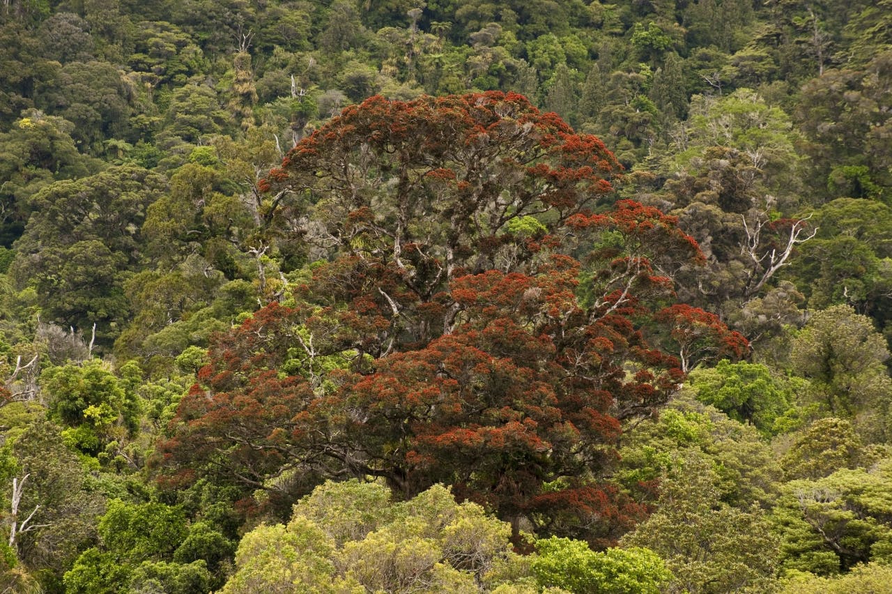 See More... northern rata - Wilderness Magazine