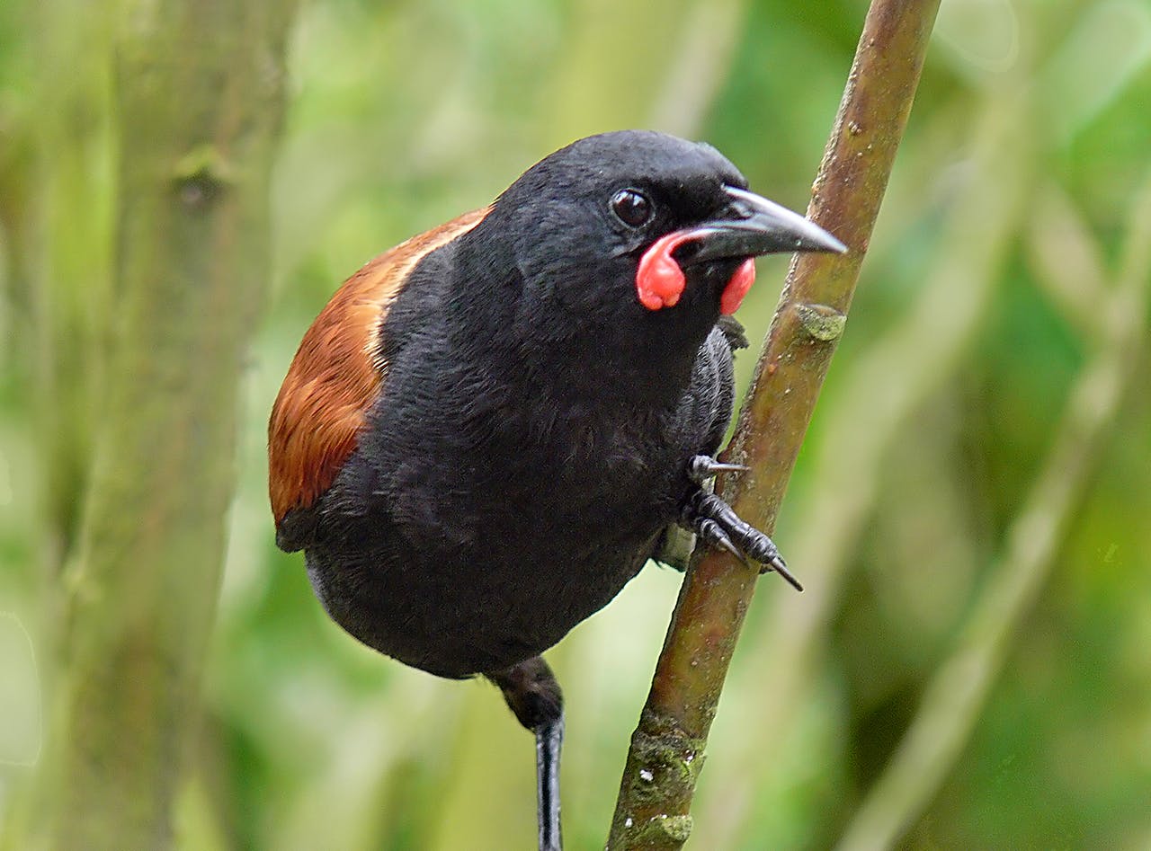 The Orokonui population of saddleback seems to have perished. Photo: Bernard Spragg