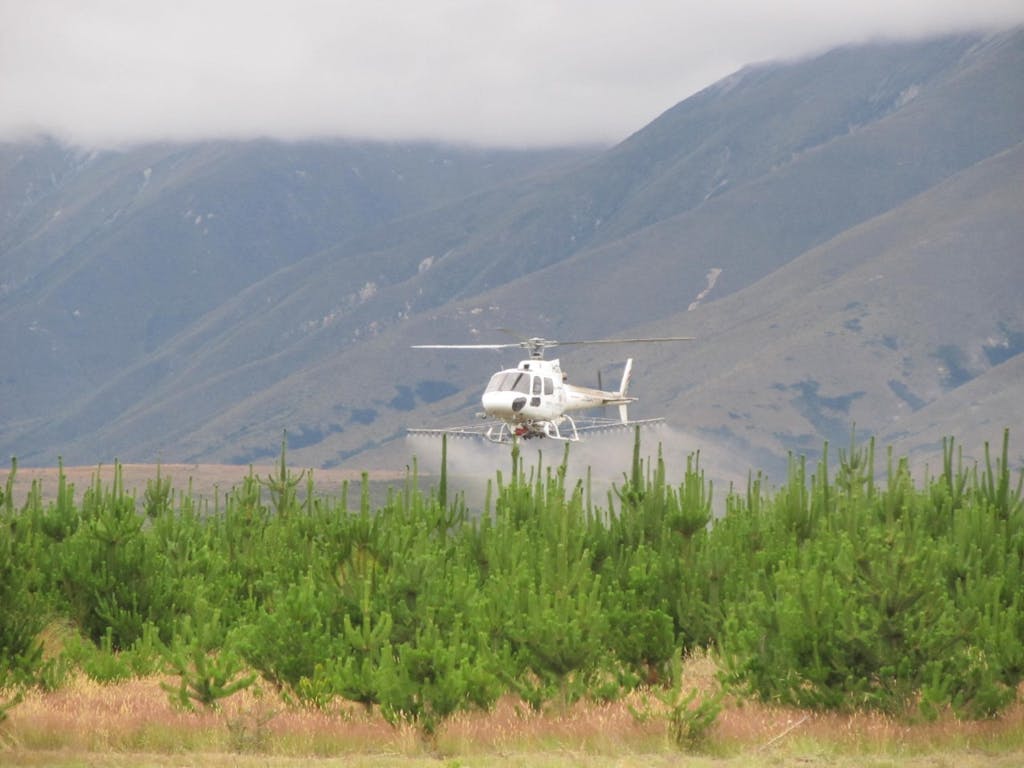 CAP: The ‘armageddon’ herbicide is sparyed on wilding conifers at Pukaki Downs. Photo: DOC