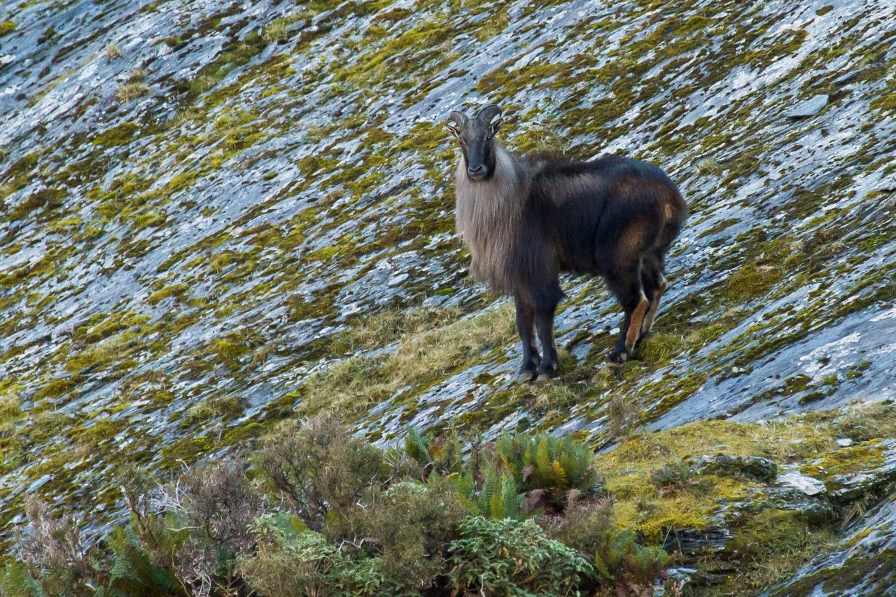 Young bull tahr