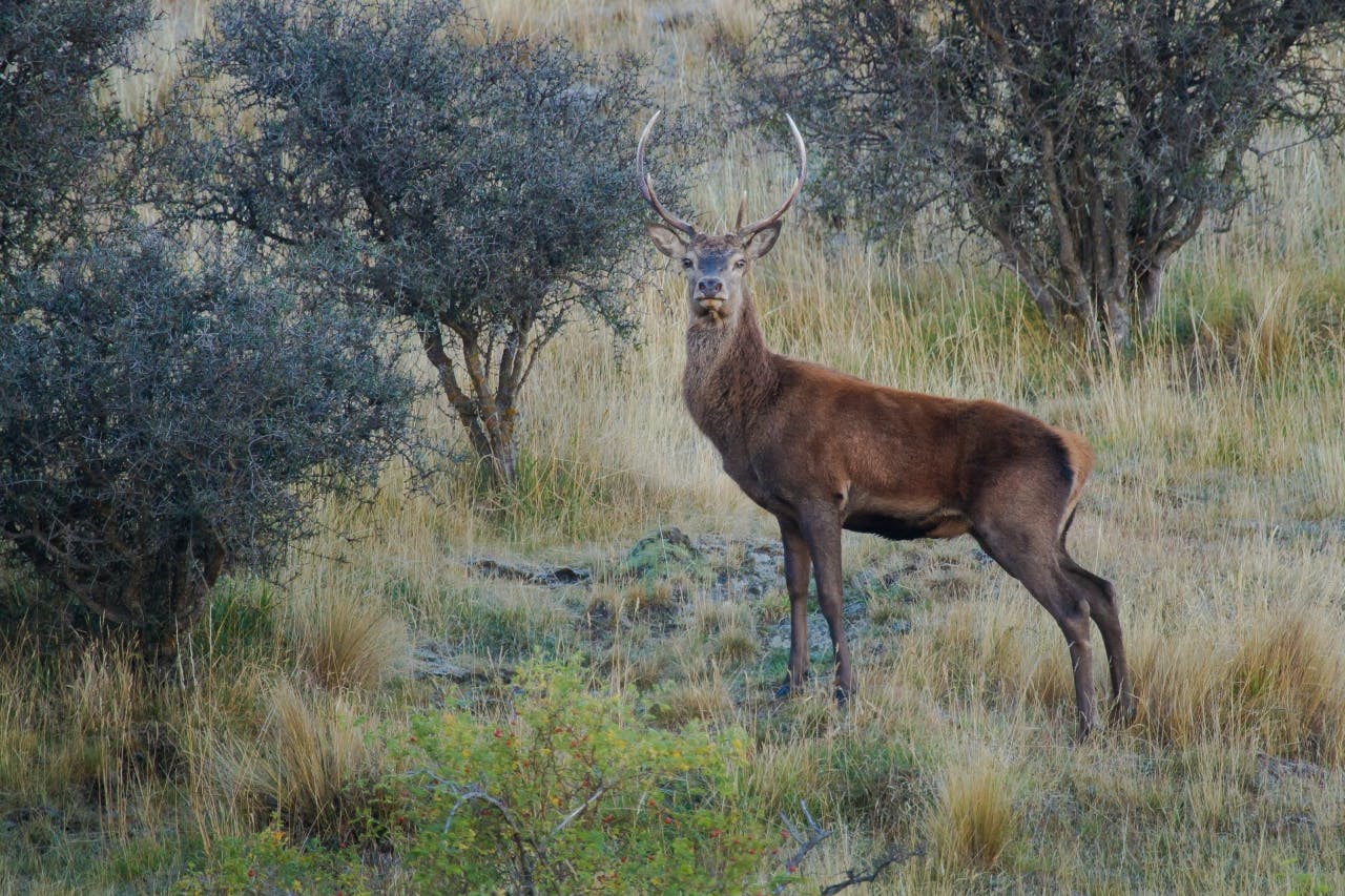 Young stag