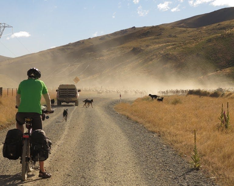 A woolly roadblock stops us in our tracks on the way through the Kakanui Mountains. Photo: Dan Slater