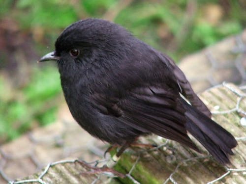 black robin by Frances Schmechel