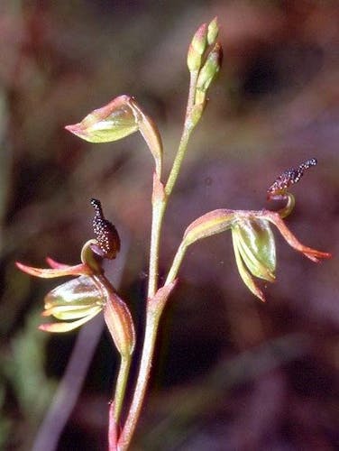 It is hoped the app will help protect threatened species such as this flying duck orchid. Photo: Ian St George