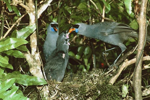 kokako