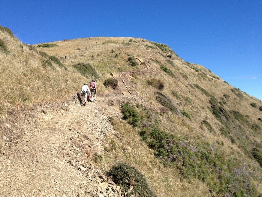 Climbing the Paekakariki Escarpment Track, which should be completed early next year. Photo: Te Araroa Trust 