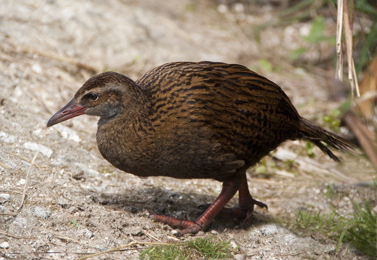 The ubiquitious woodhen, or weka, is easy to recognise, but how well do you know the less-obvious birds? Photo: Ray Salisbury