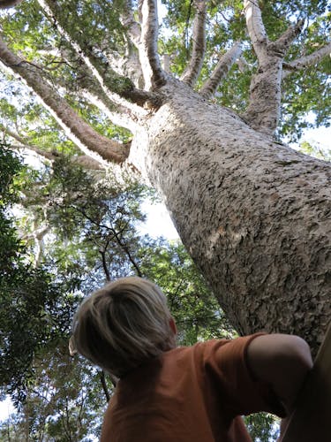 Kauri tree en route to Kaiaraara Hut. Photo: Supplied