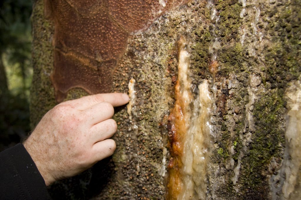 Bleeding lesion on a kauri. Photo: The Kauri Dieback Management Program
