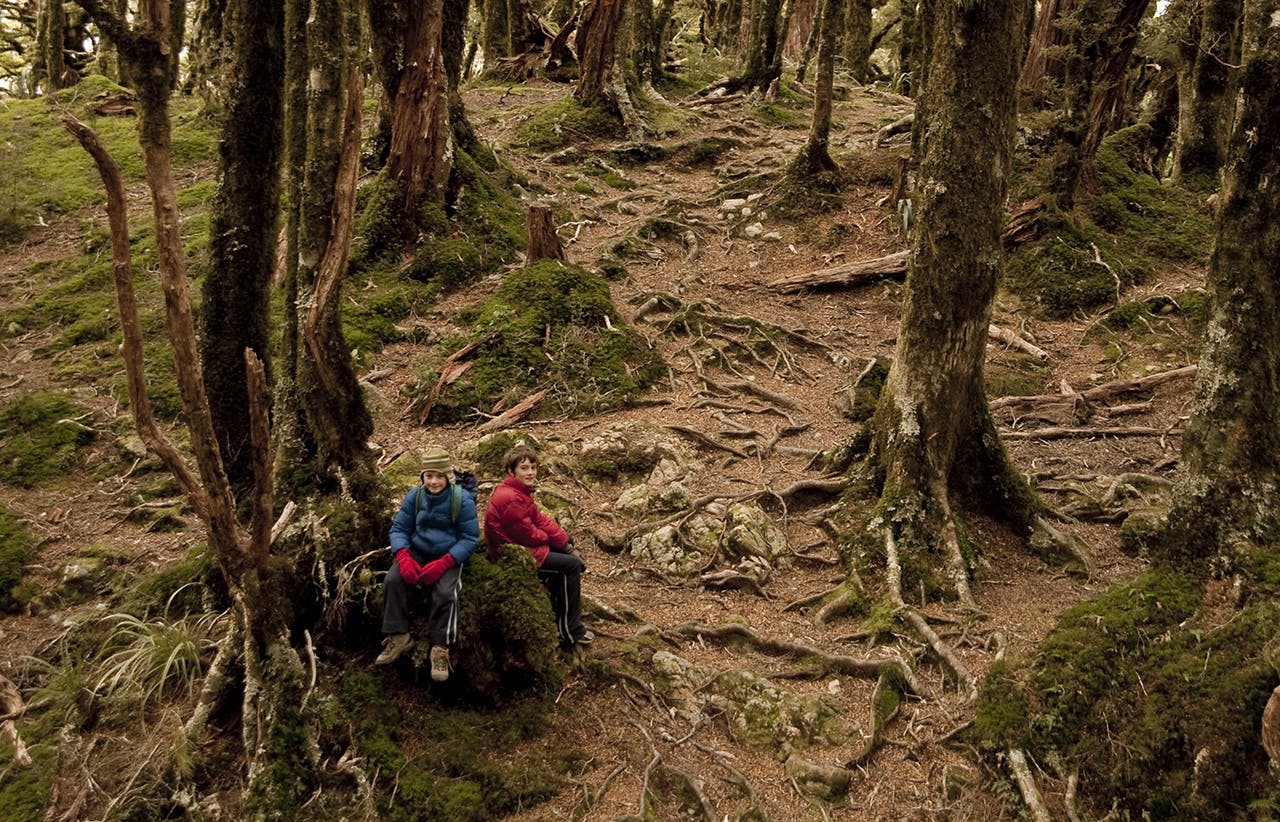 Silver beech forest on the Mt Holdsworth Track to Powell Hut. Photo: Shaun Barnett/Black Robin Photography