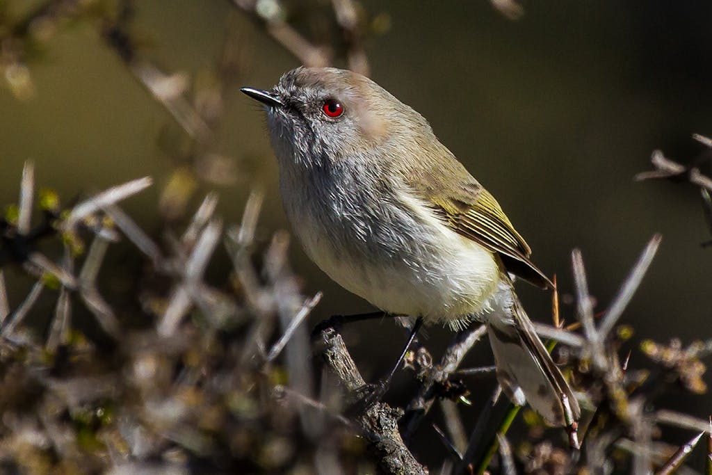 At 6g, the grey warbler is one of the lightest in New Zealand. Photo: Matt Winter