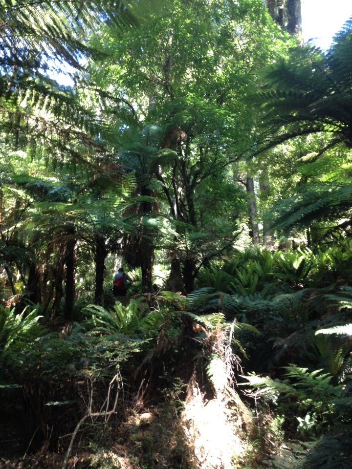 Spot the tramper - some clothes lose contrast in the shade among foliage