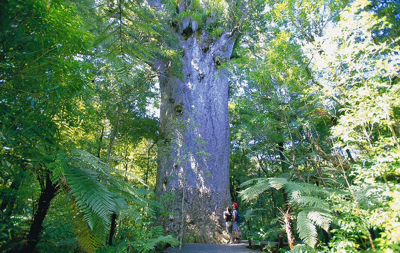 Kauri dieback disease has been found only 60m from Tane Mahuta. Photo: Supplied