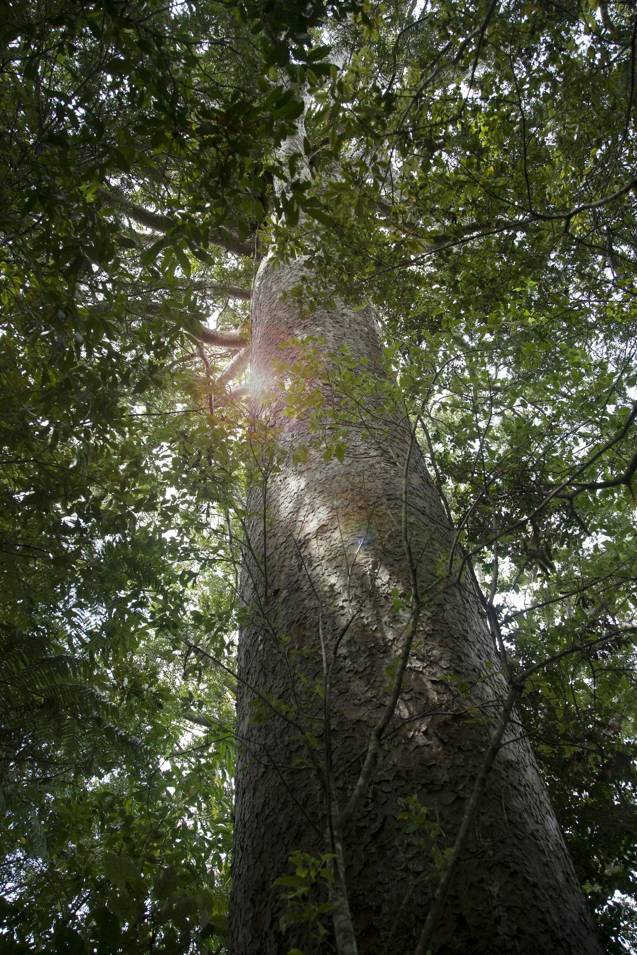 A survivor of the kauri logging days.