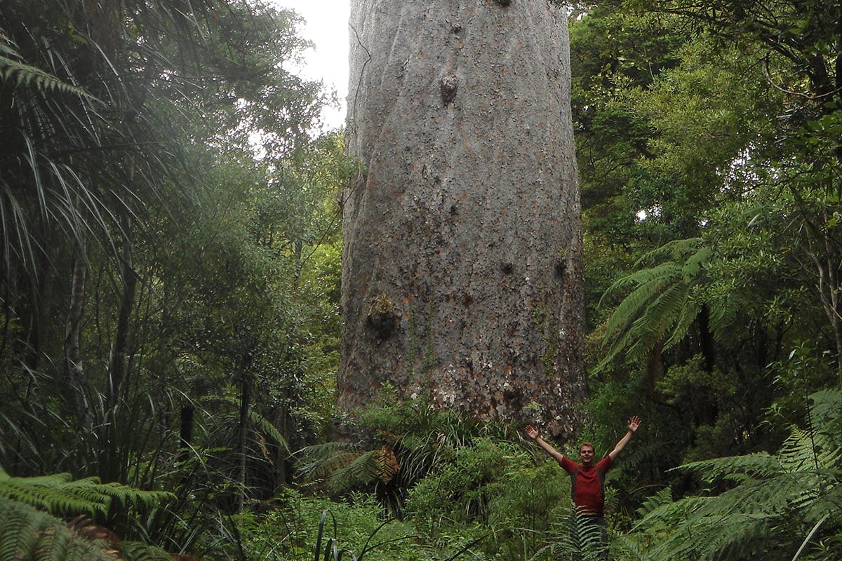 DOC’s director general Lou Sanson is keen to get the ball rolling on creating a ‘Kauri National park’ in Northland. Photo: Wilderness