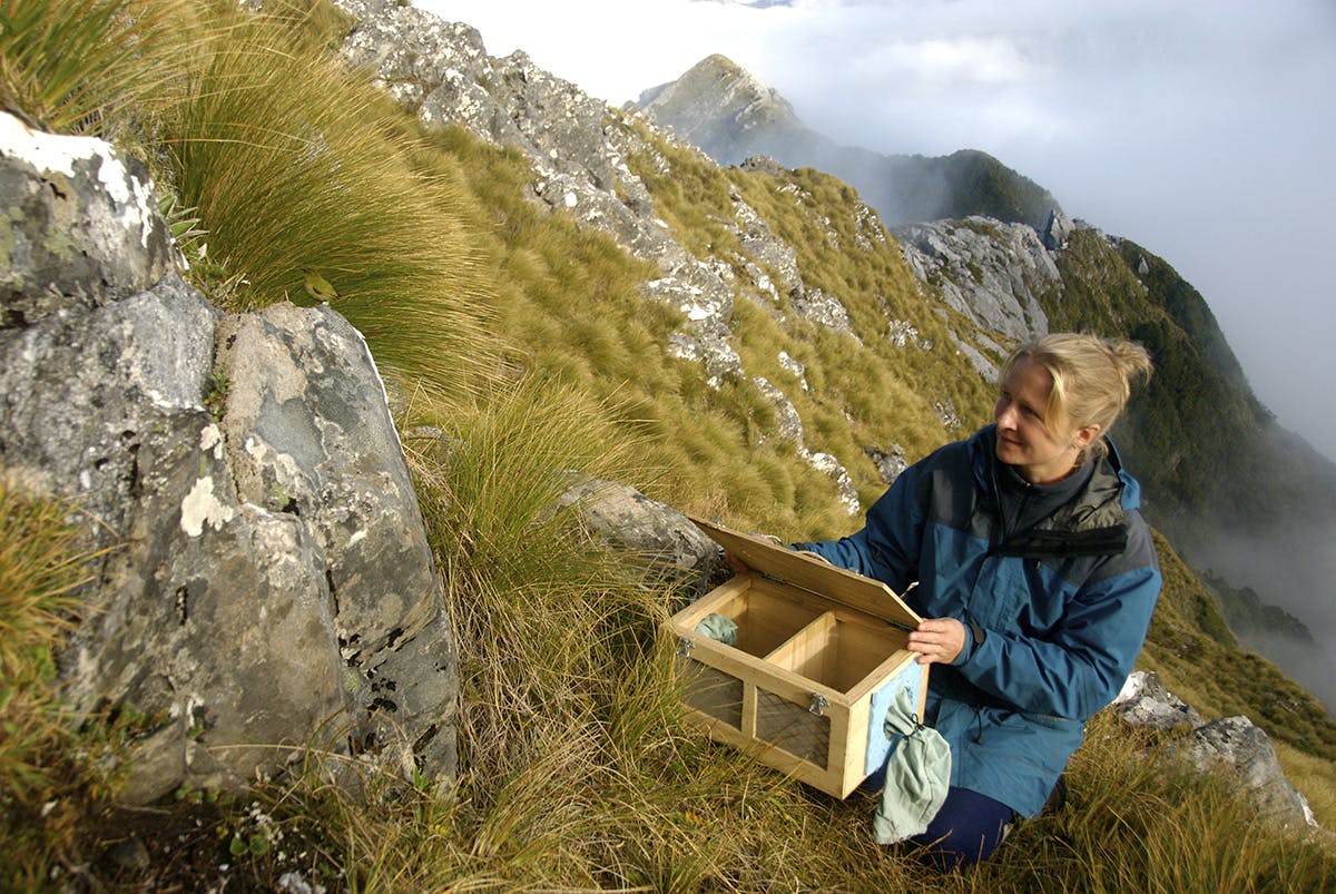 Megan Willans releasing rock wren on Secretary Island. Photo: Sanjay Thakur