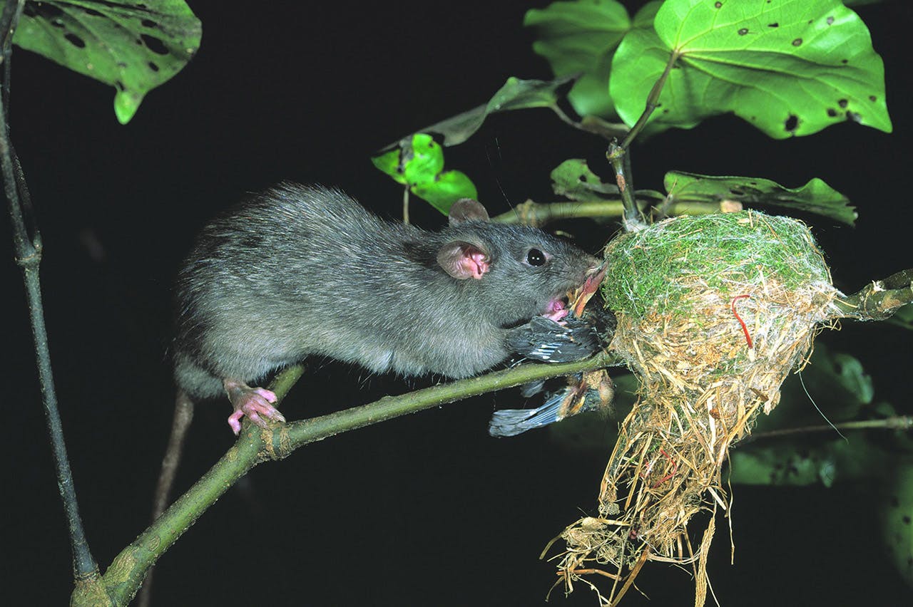 A rat-specific toxin will target one the biggest pest threats to native birds. Photo: DOC