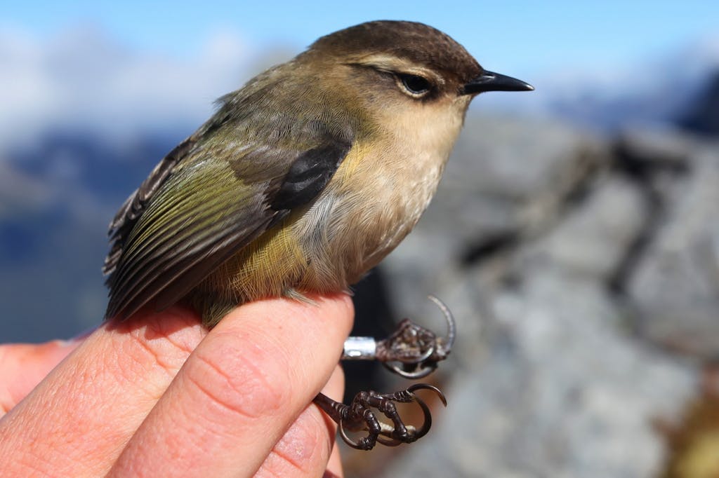 The rock wren is a tiny bird, susceptible to predation by stoats. Photo: Peter Langlands