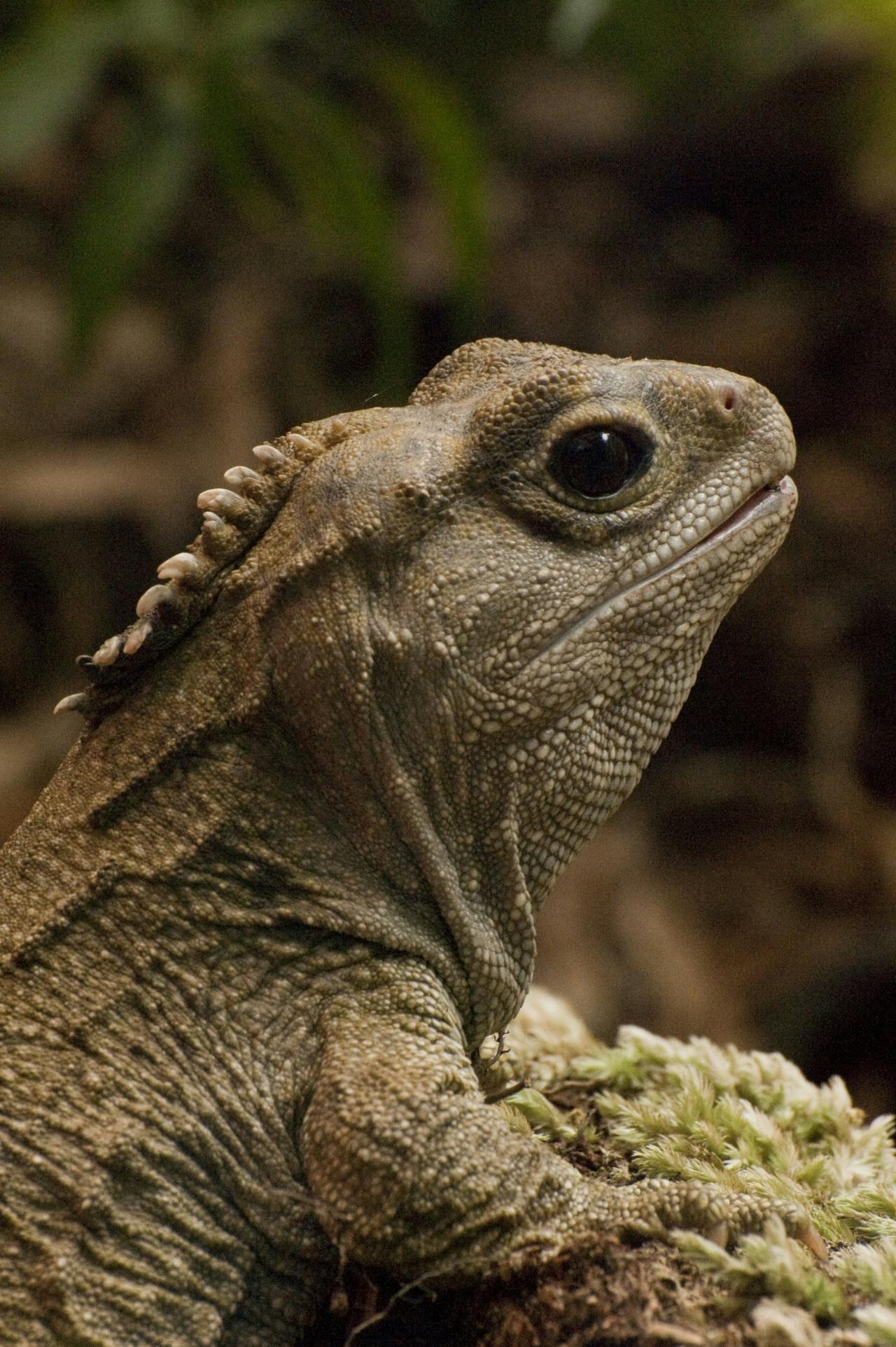 tuatara teeth