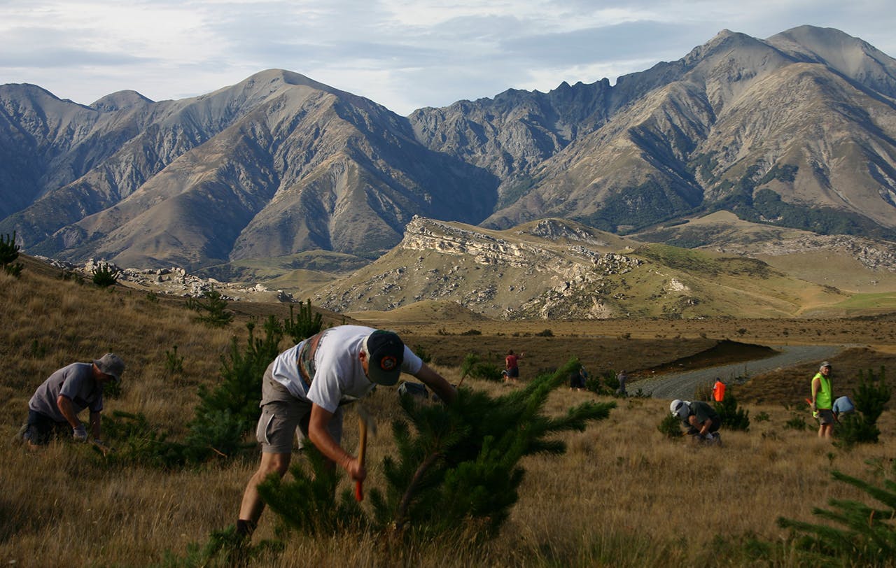 Volunteers help cut wilding pines from the conservation estate – but even the best intentioned volunteer needs experienced DOC personnel supervising them. Photo: James Hoban