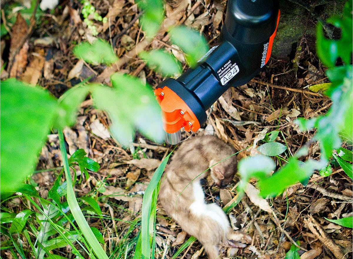 Auto resetting traps are the latest tool to combat predators – more such innovations are needed to make total predator eradication possible. Photo: Supplied