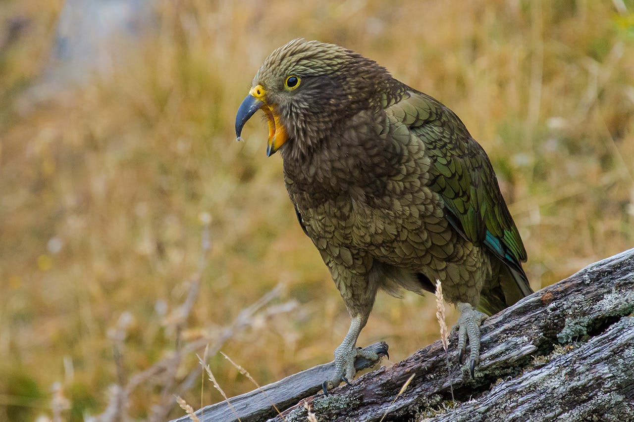 Birds To Watch Out For This Summer Wilderness Magazine