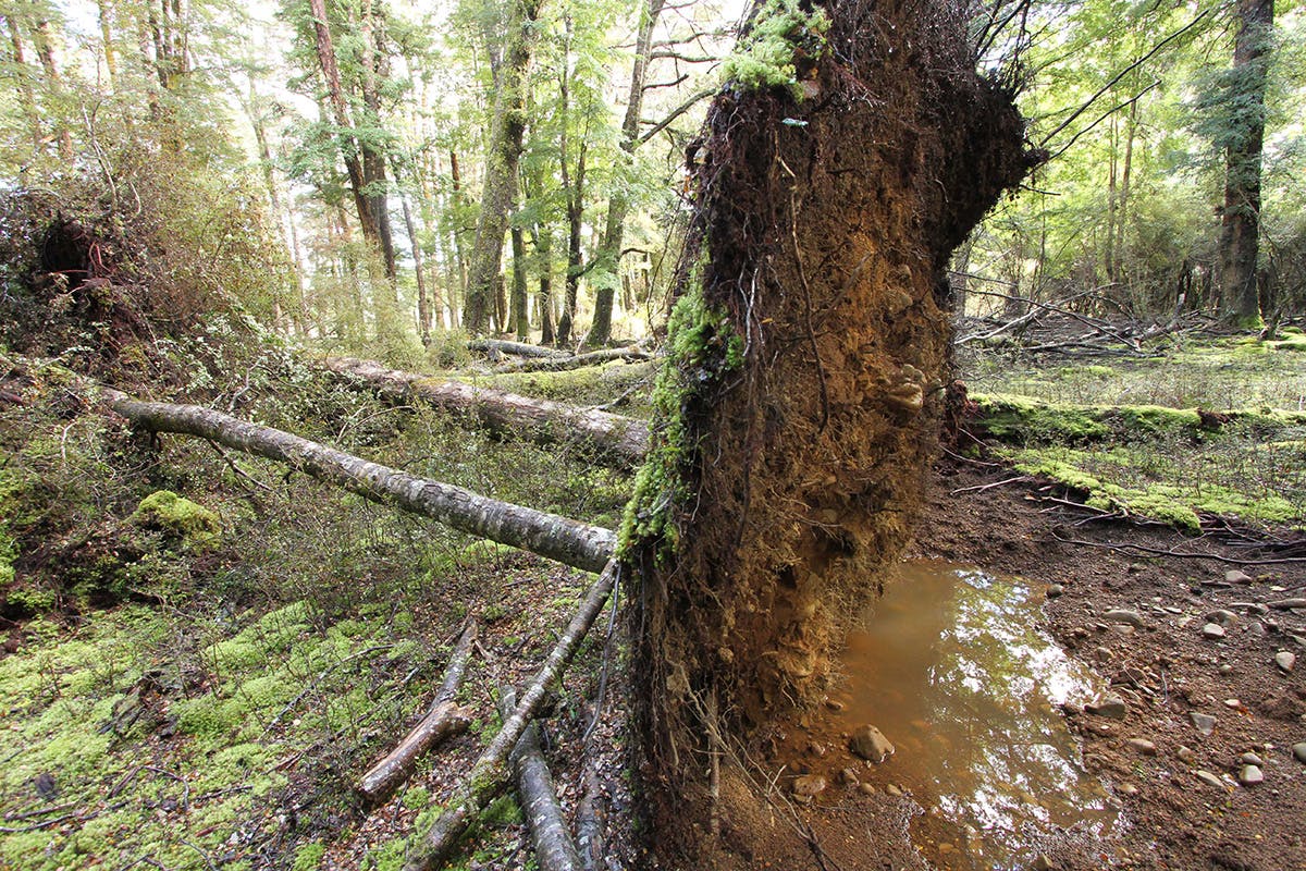 Large, shallow-rooted beech trees are a hazard for the monorail. Photo: Supplied