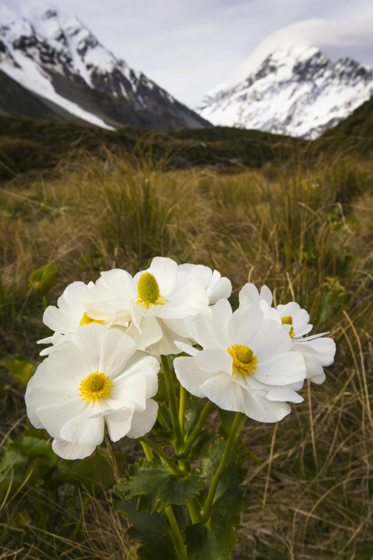 Mt Cook buttercup flowering in the Hooker Valley