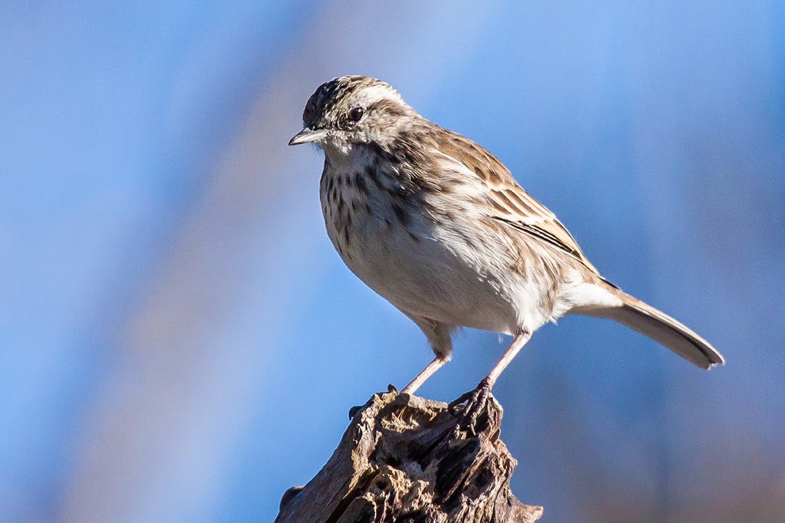 Birds To Watch Out For This Summer Wilderness Magazine