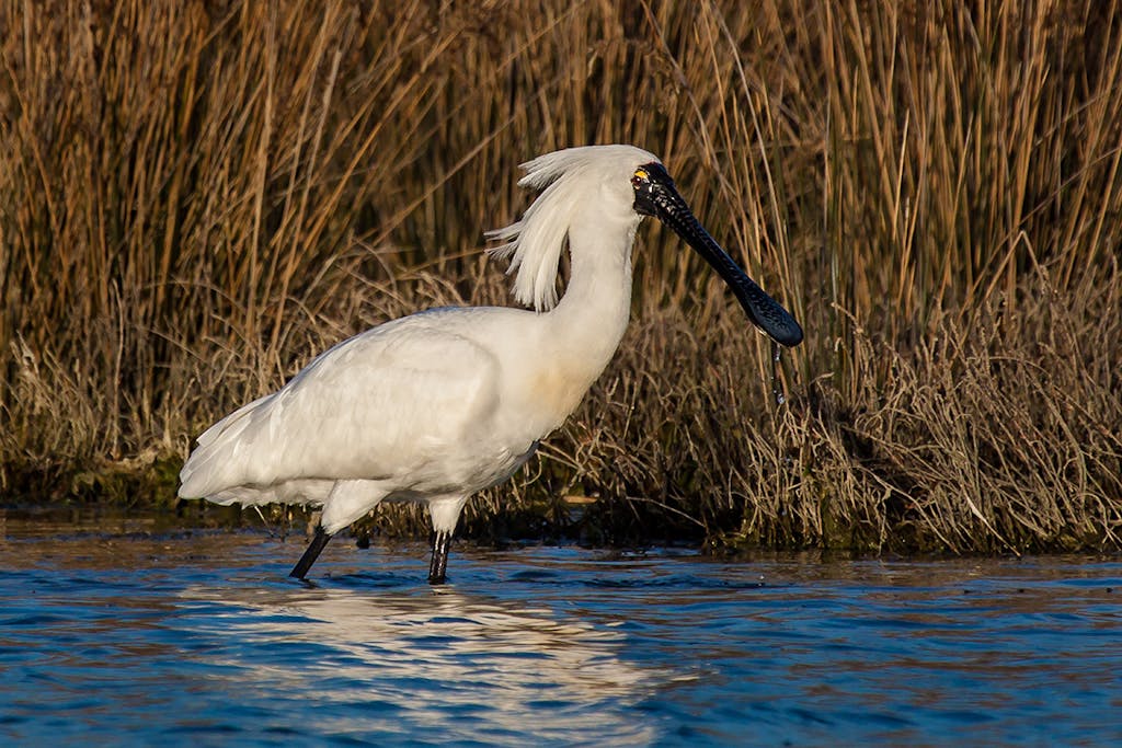 The unusual-looking royal spoonbill. Photo: Matt Winter