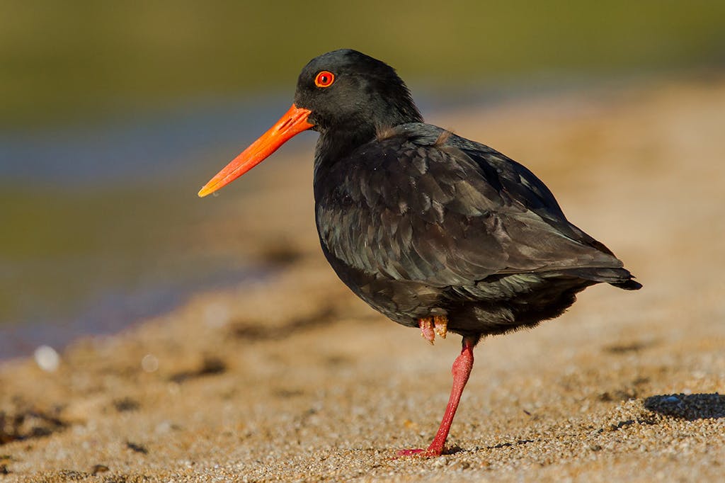 The variable oystercatcher can be found all around the coast. Photo: Matt Winter